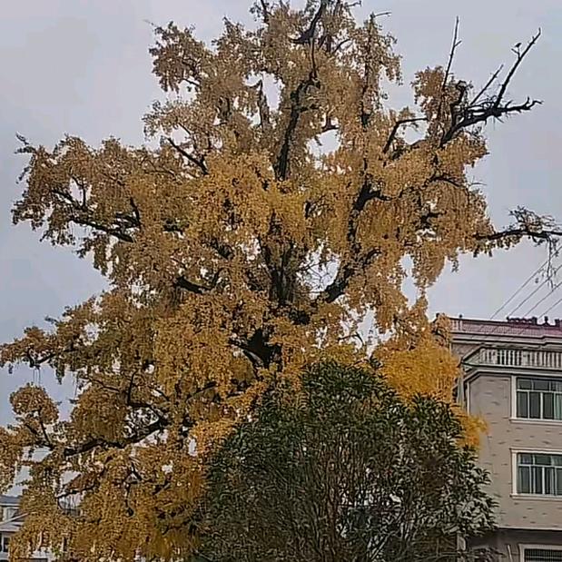 永远只爱你一人