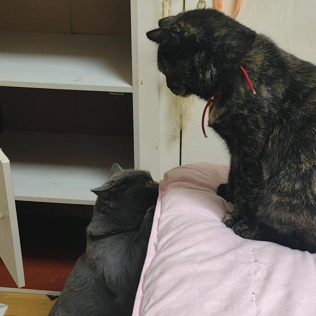 远赴人间惊鸿宴