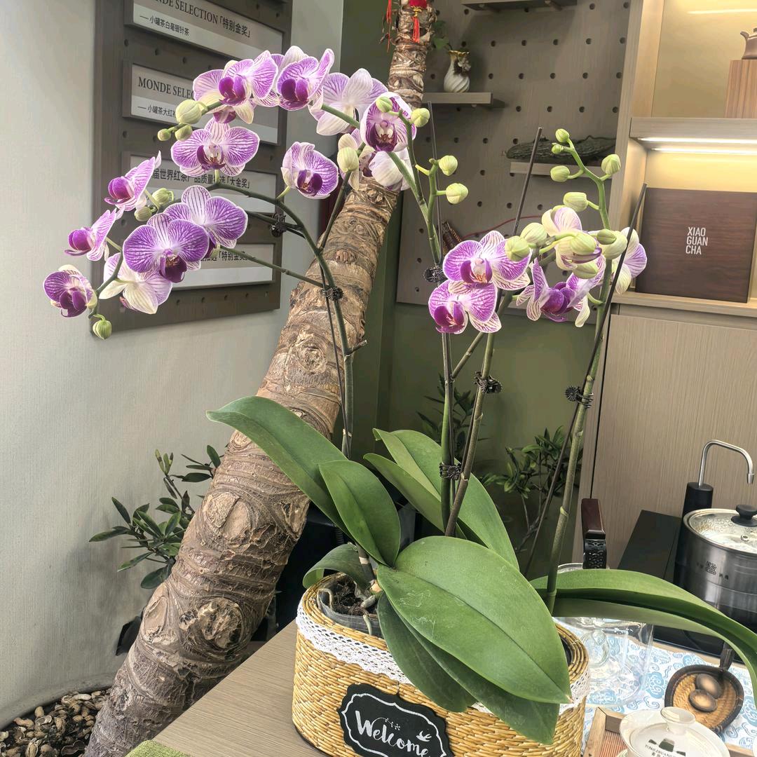 小罐茶（张店红星茶城店）