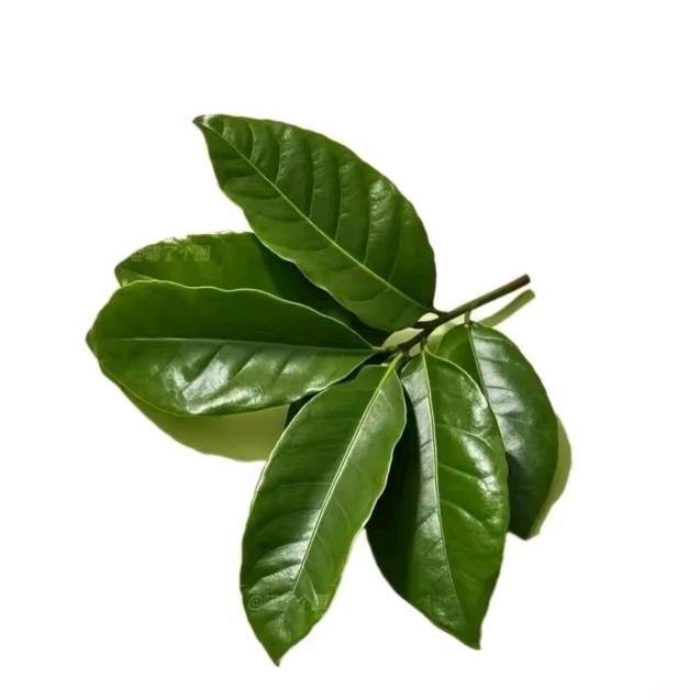 张好好