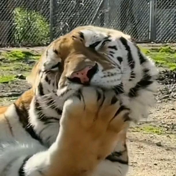 舔猫舔猫舔猫