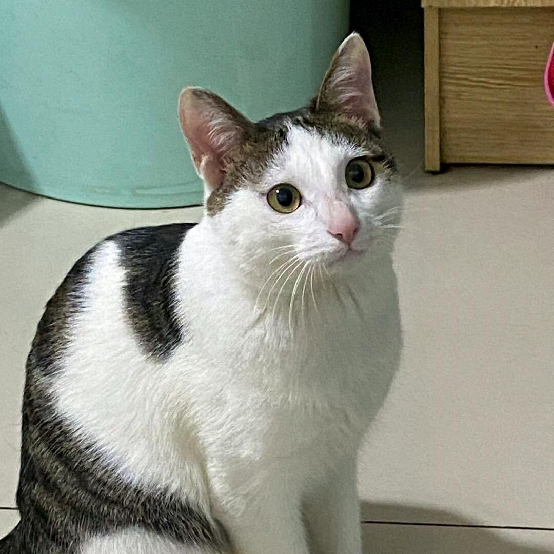 Jang简