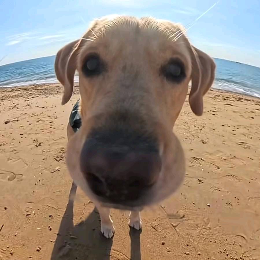 绝望的牛角包66