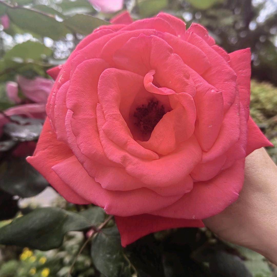 ୧ྉ ⍤ྉ ⃝ྉ 🌸ྉ