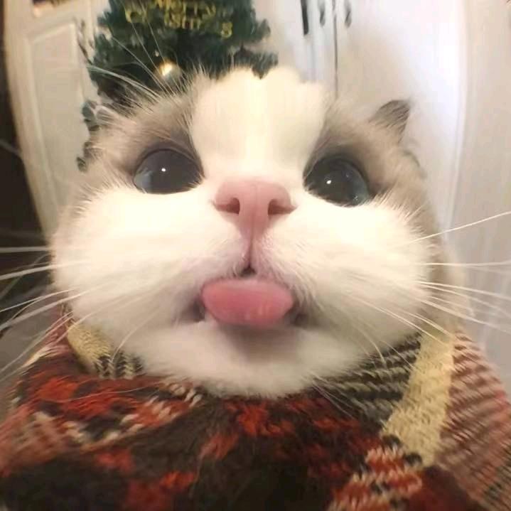 捣蛋鬼