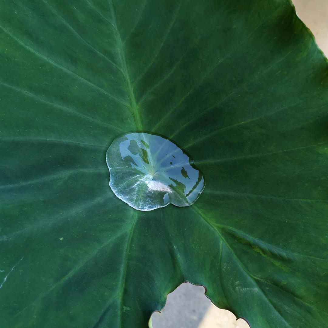 唐桂珍