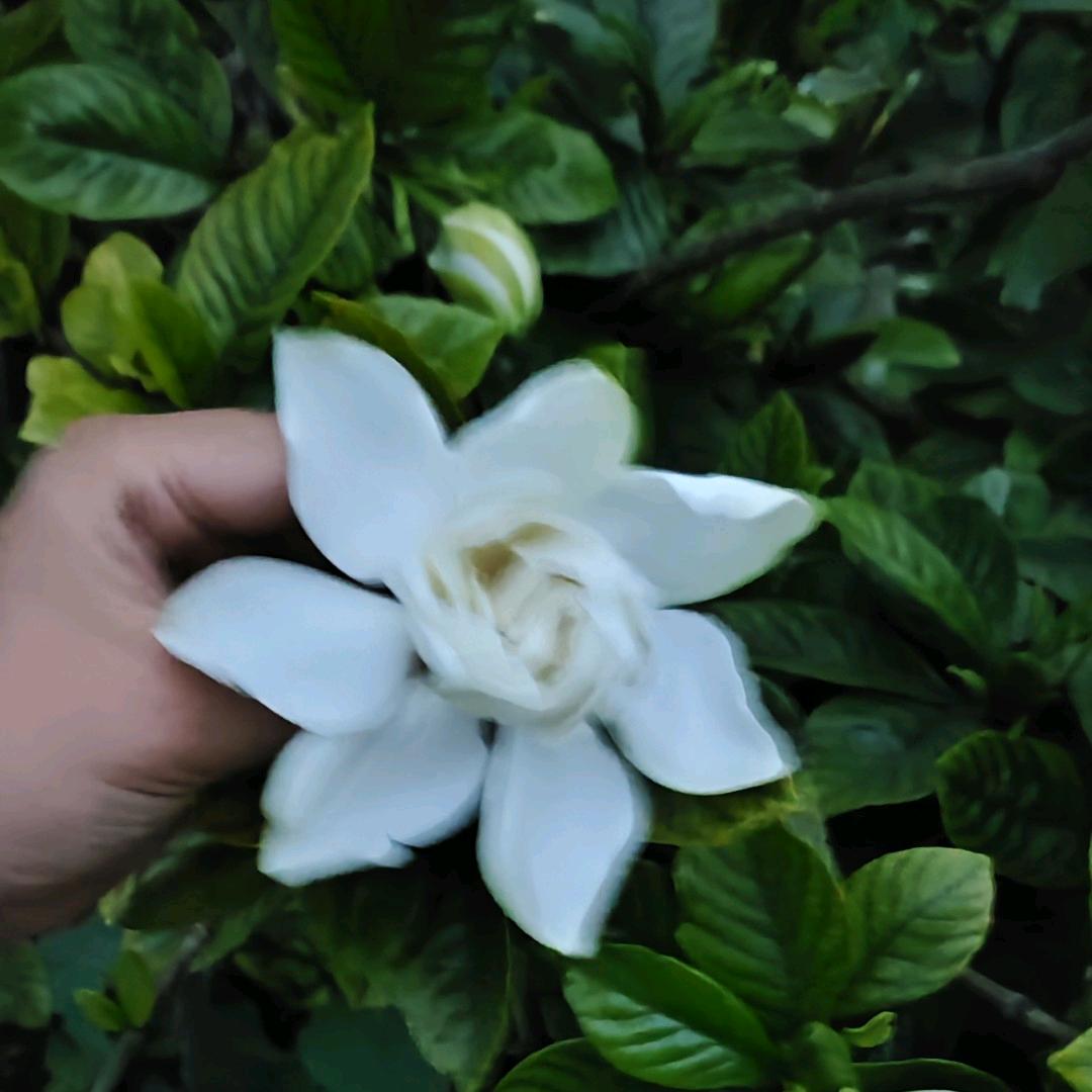 请叫我包包女皇