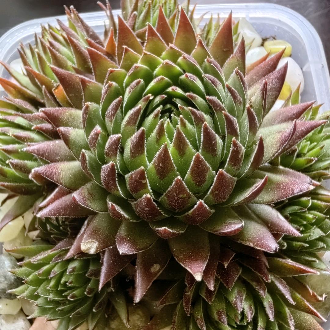 松林老狐