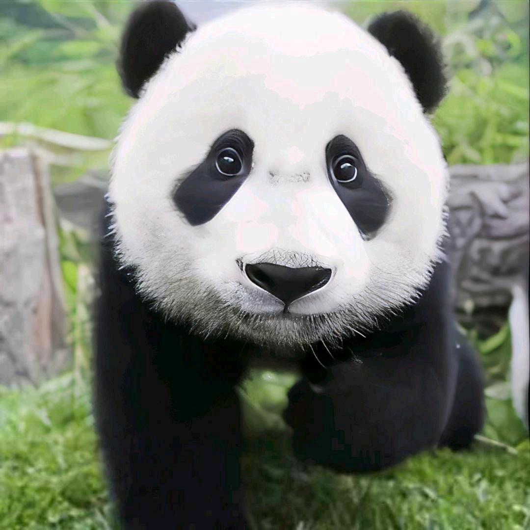 笨笨熊