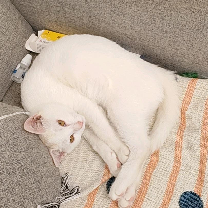 吴风不起浪先生