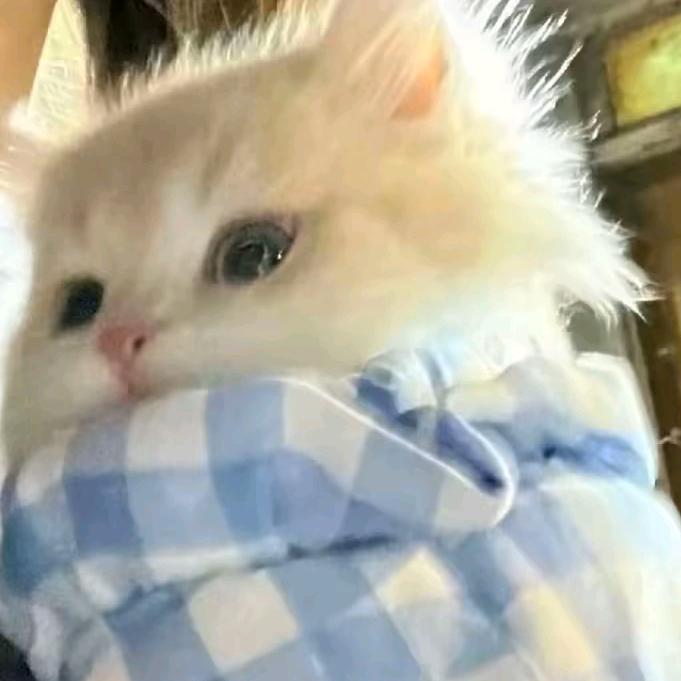 쿠키