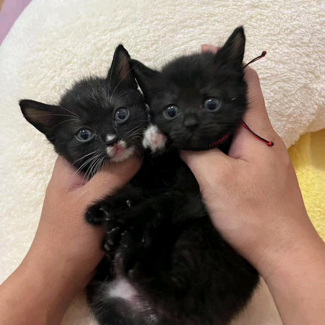 猫片🐱