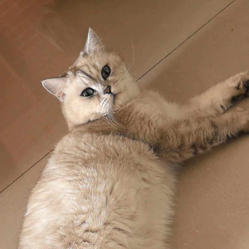 我有一只大肥猫