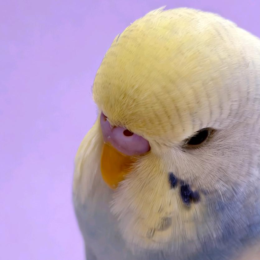 泸沽寻梦🐬（有关必回）