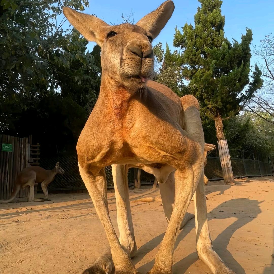 奥斯锤利亚袋鼠🦘