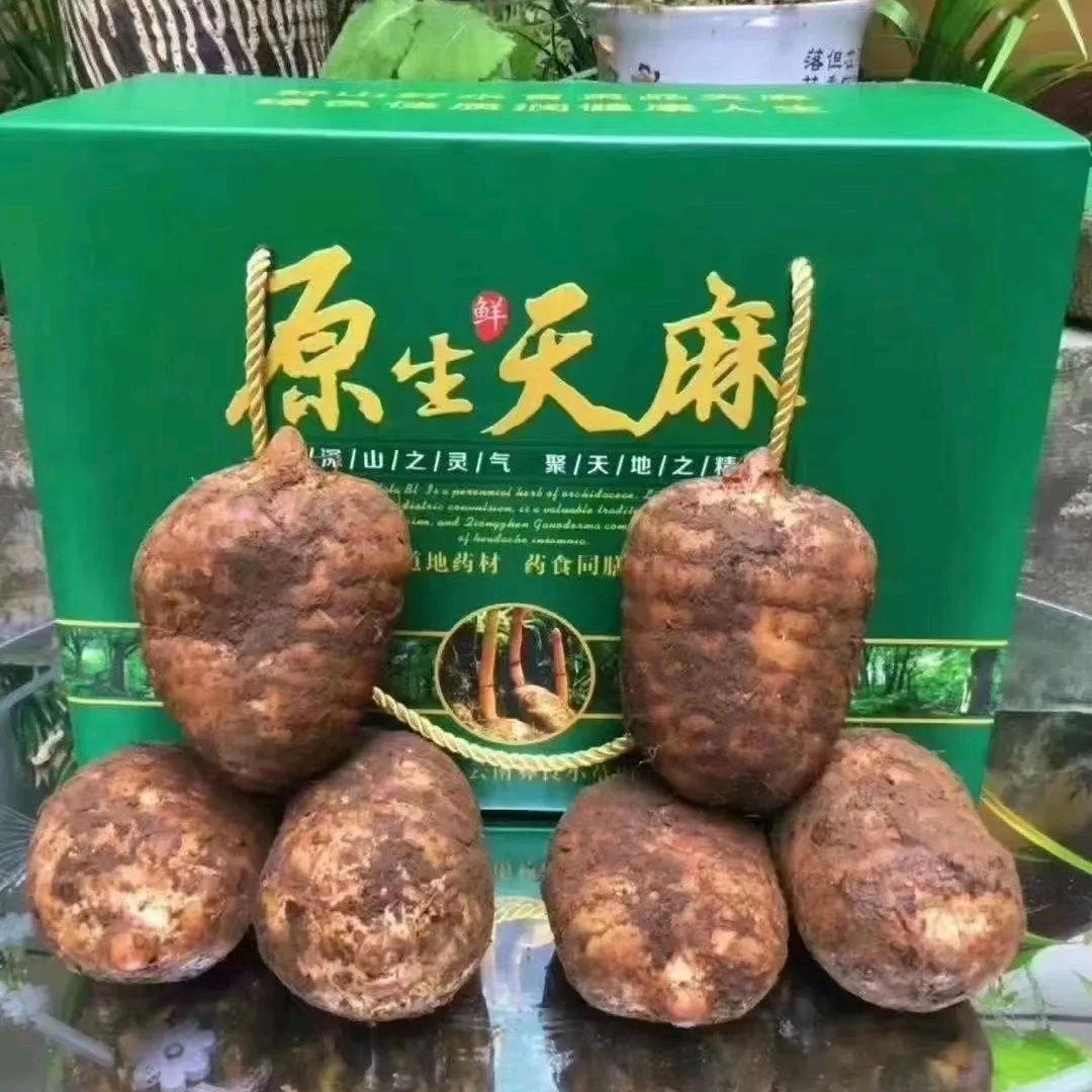 昭通镇雄天麻小哥种植