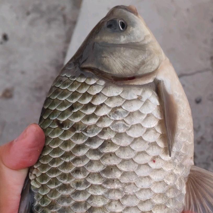 饵窝记