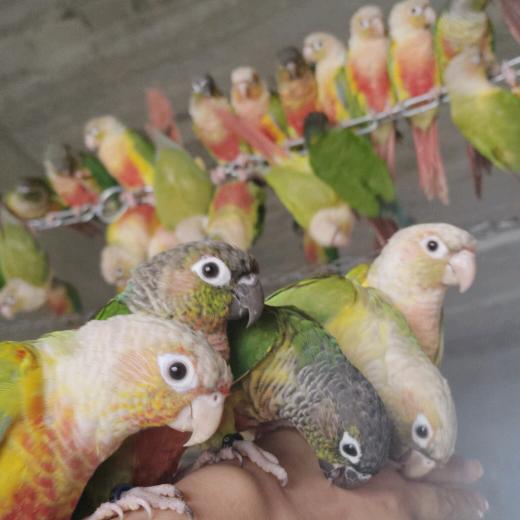 怡诺 鹦鹉养殖