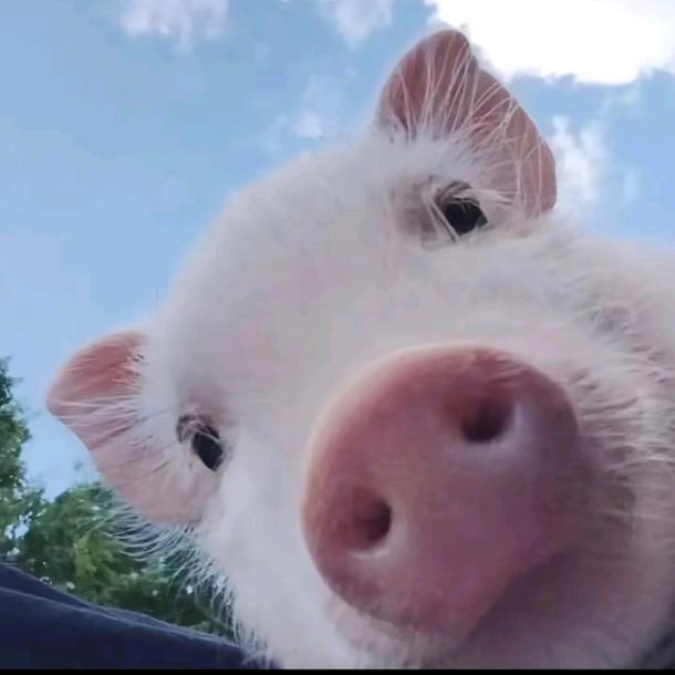 拉粑粑小魔仙拉屎不带纸