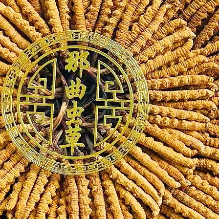 西藏那曲旺姆虫草