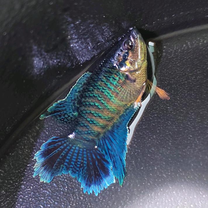 @诚信斗鱼🐟🍀