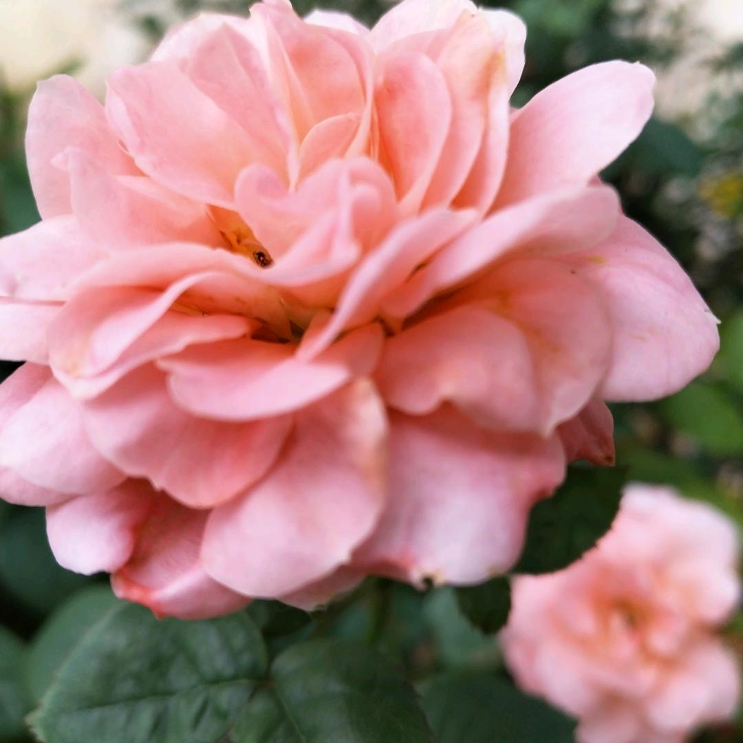 顺其自然🌹🌹🌹🌷🌷🌷