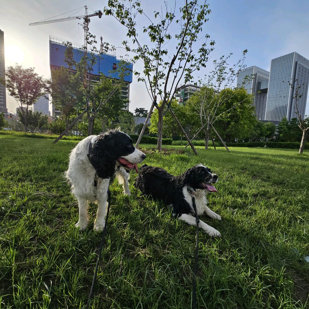 哈雷&OK🥕