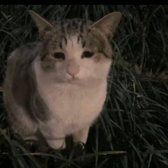 一只猫