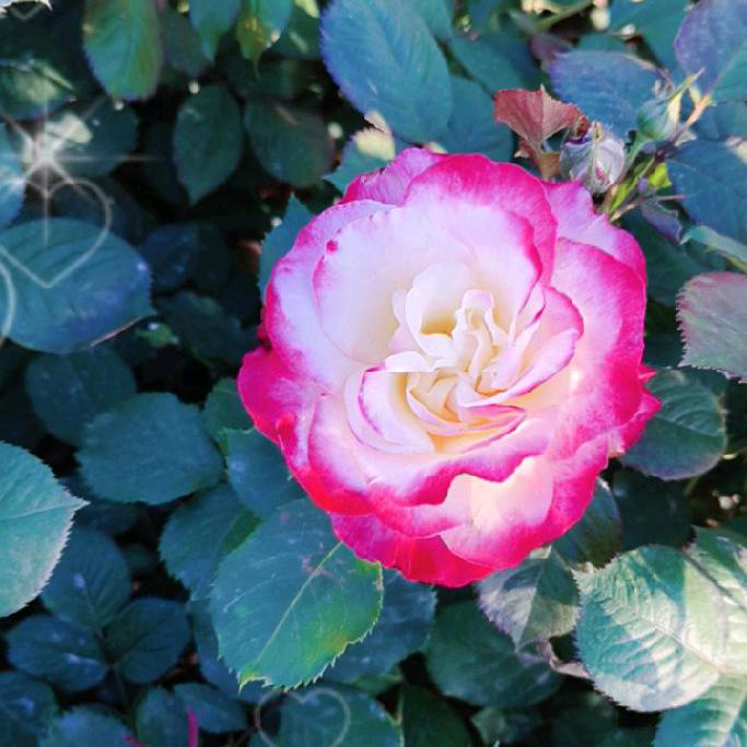 ♥不付^O^遇见♥