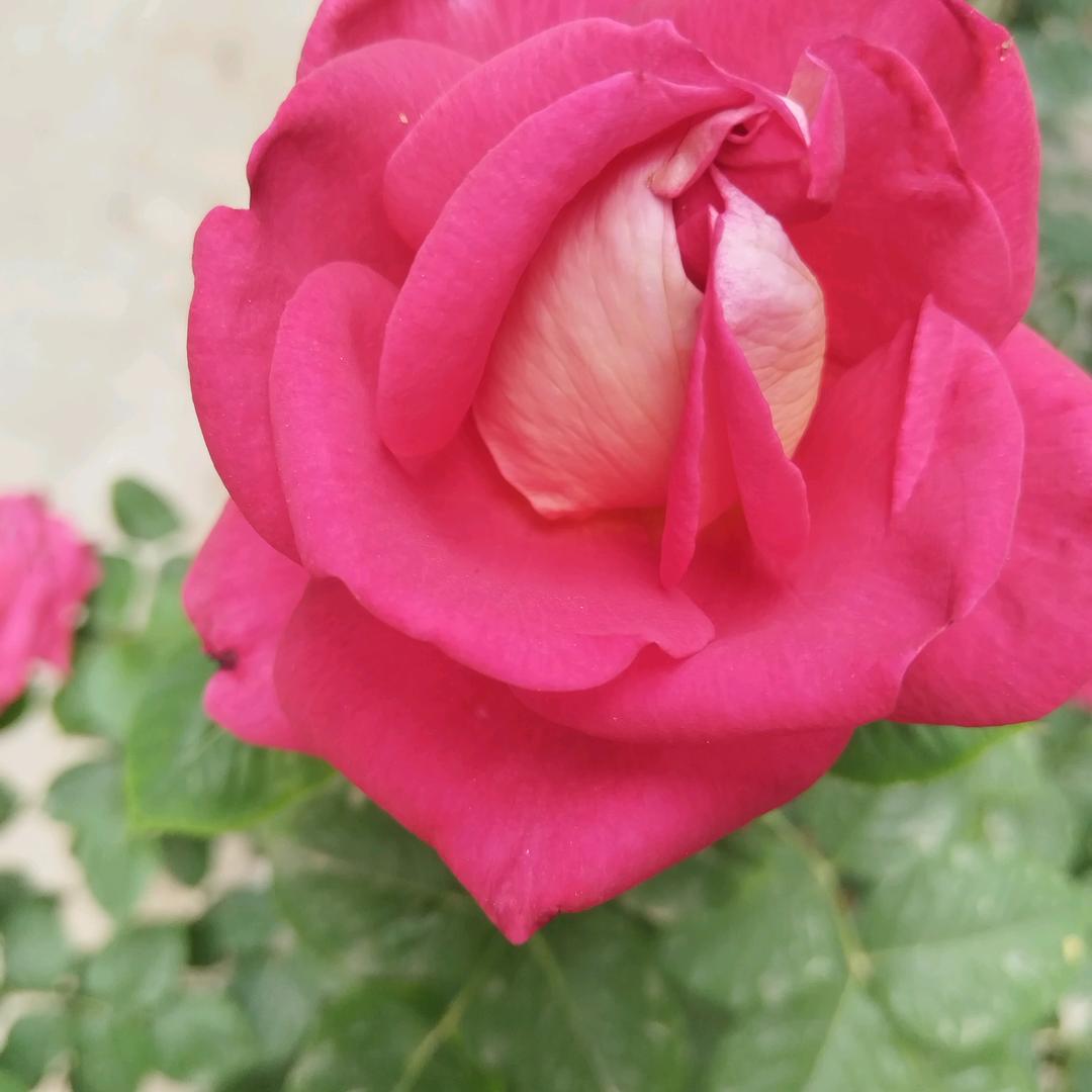 红花花