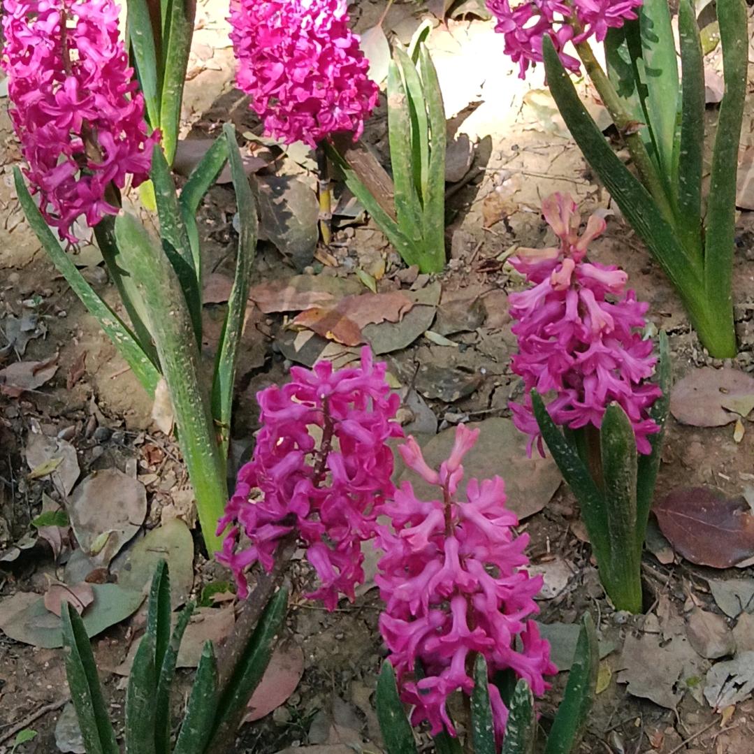 小霞