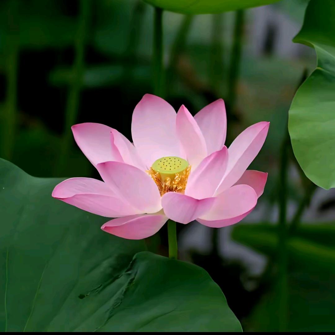 幽梦