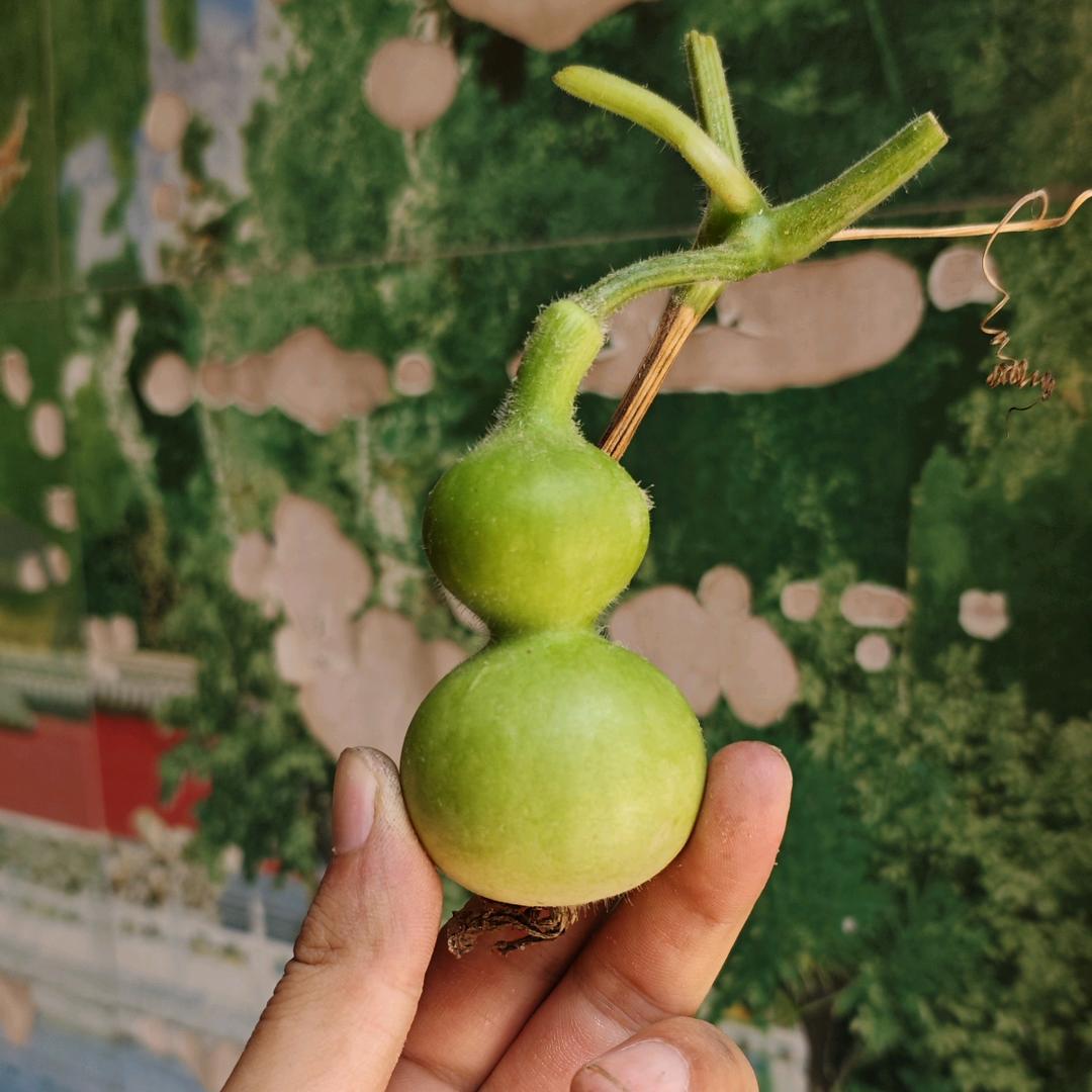 葫葫生威葫芦批发零售