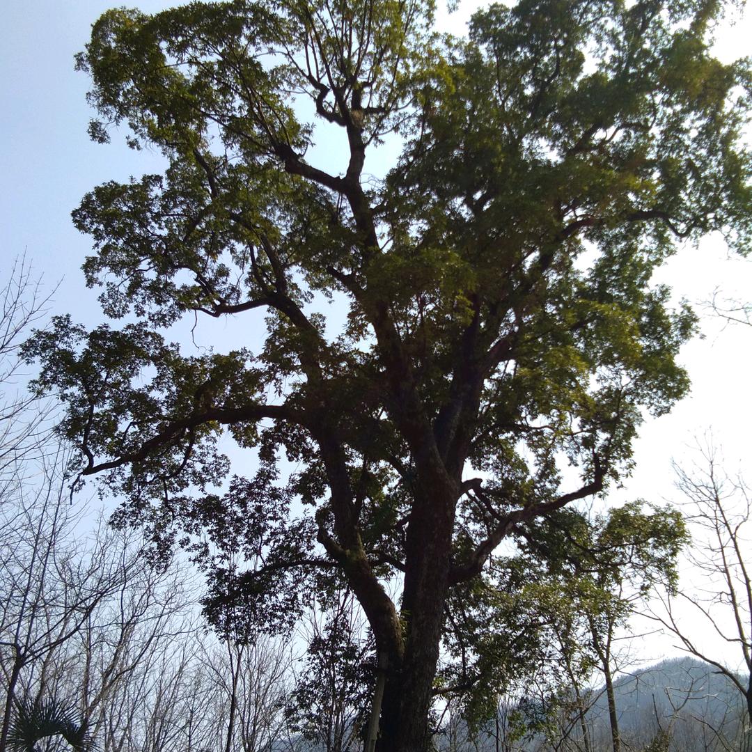 封心锁爱