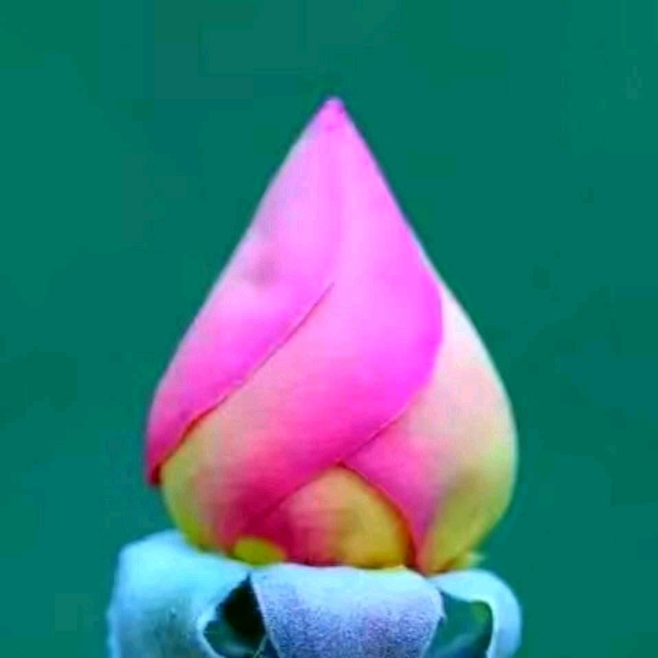 罗山卖南方家具大姐🌹