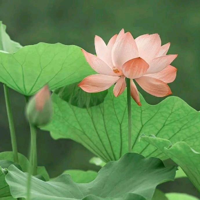 AAA钢材杨师傅