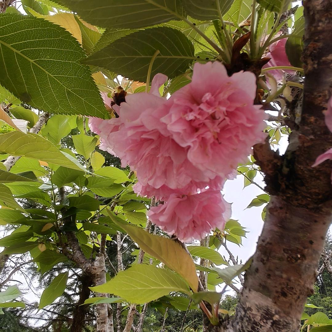 燕子是我♥