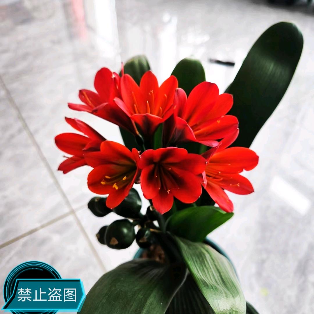 异花原生君子兰爱好者