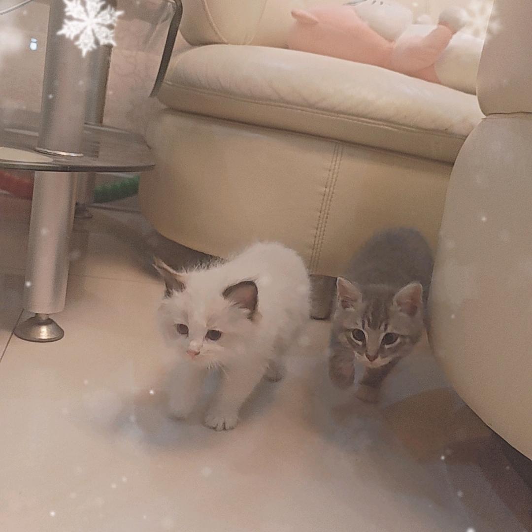 家有三猫