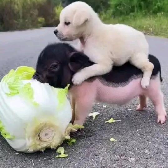 大黑牛