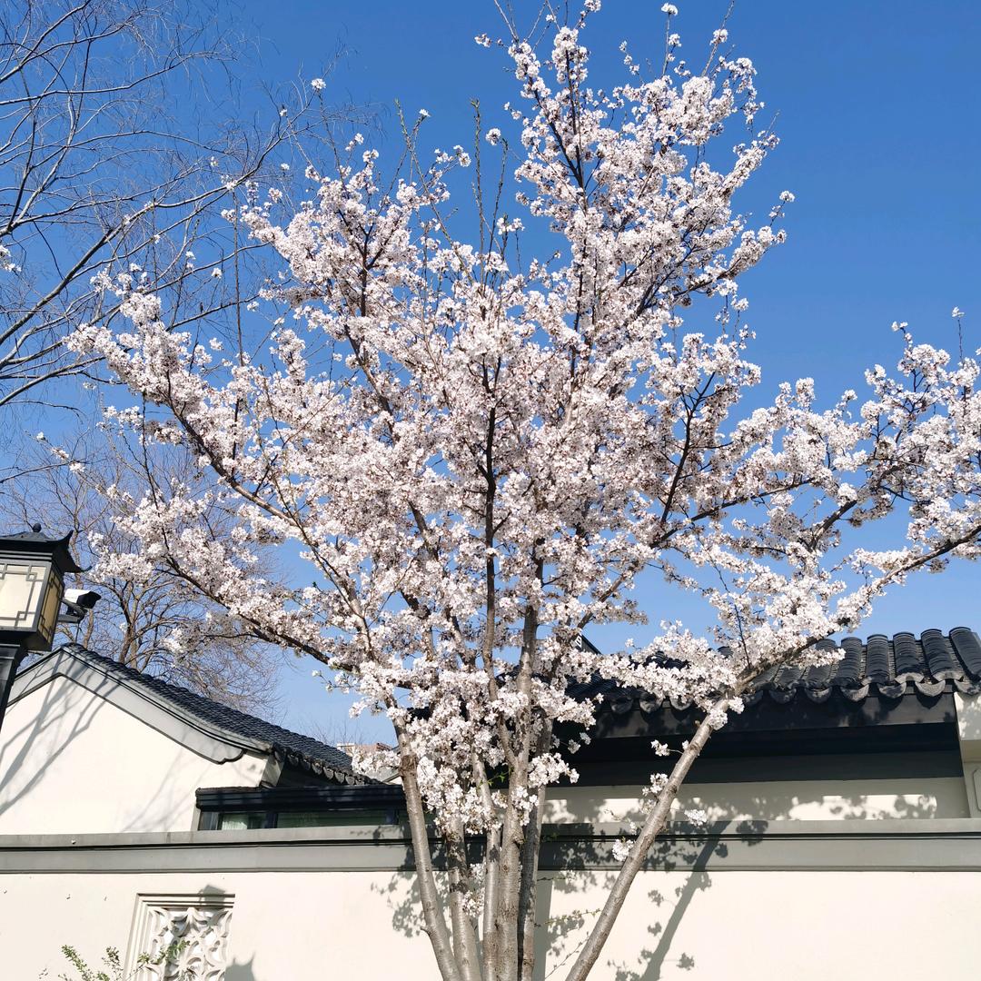 阿伟