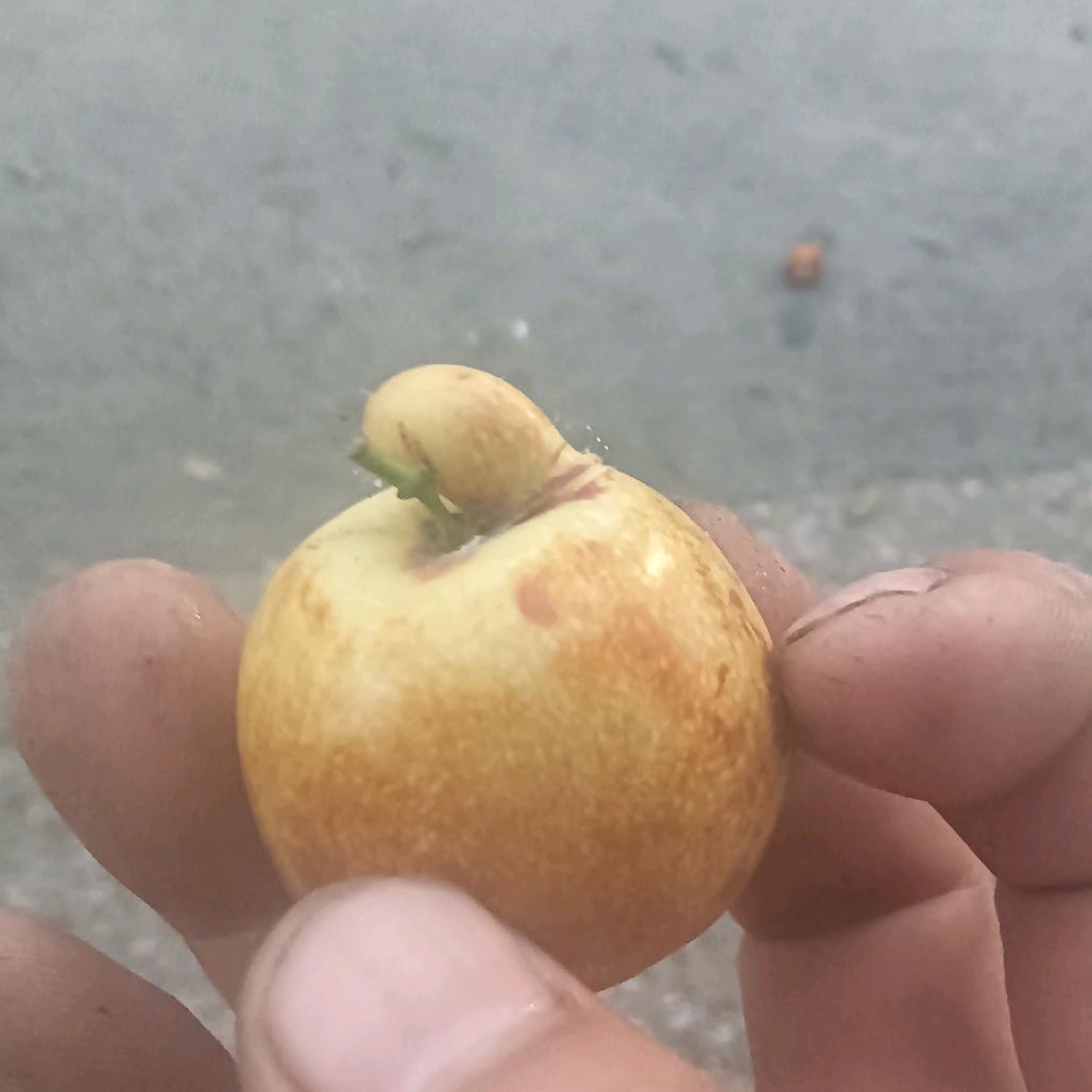 潘