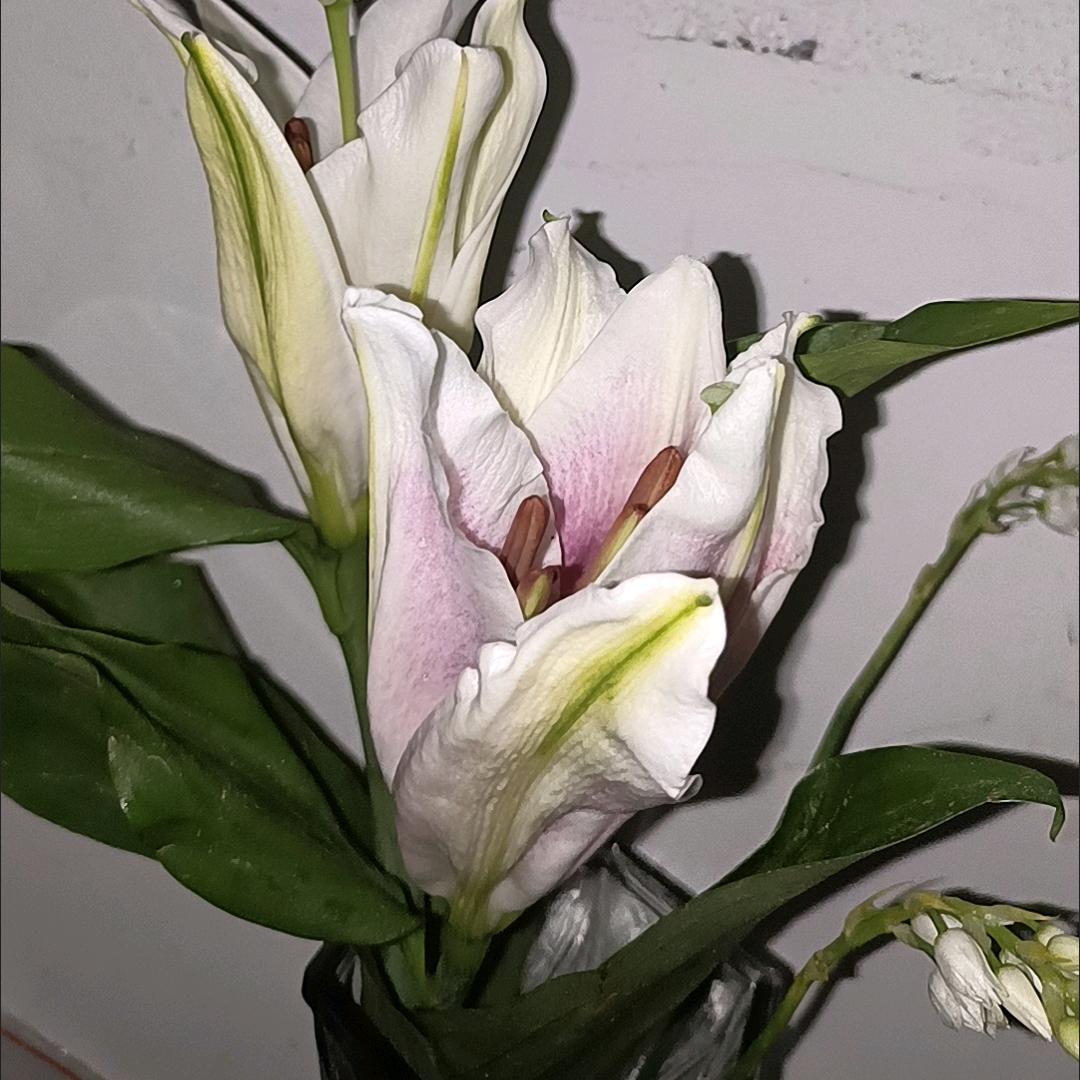 锦鲤附体