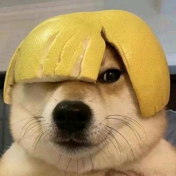 狗十三