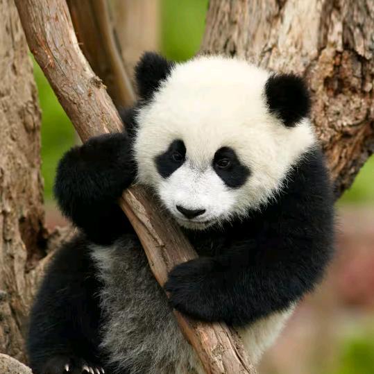 美丽鸟
