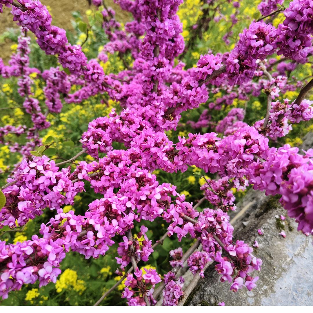 🌹清风✨🎈徐来💞