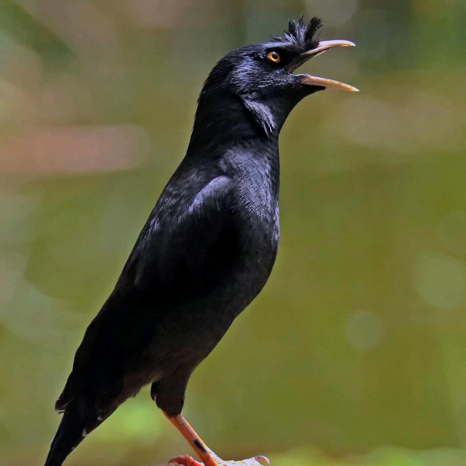 小八哥日常生活😁