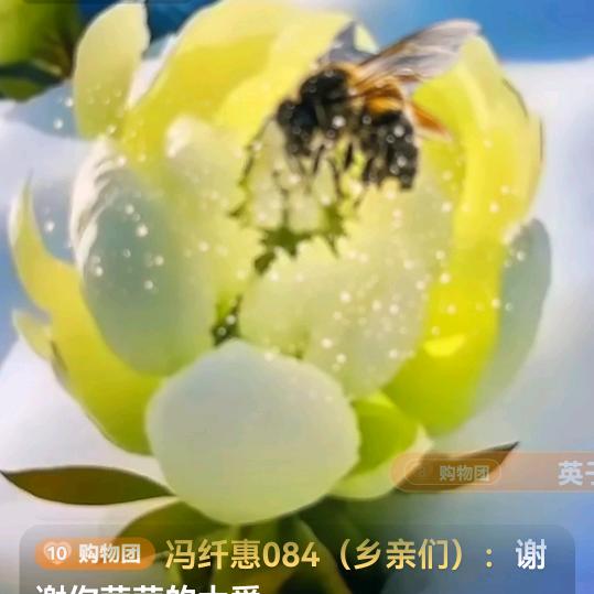 杜小美