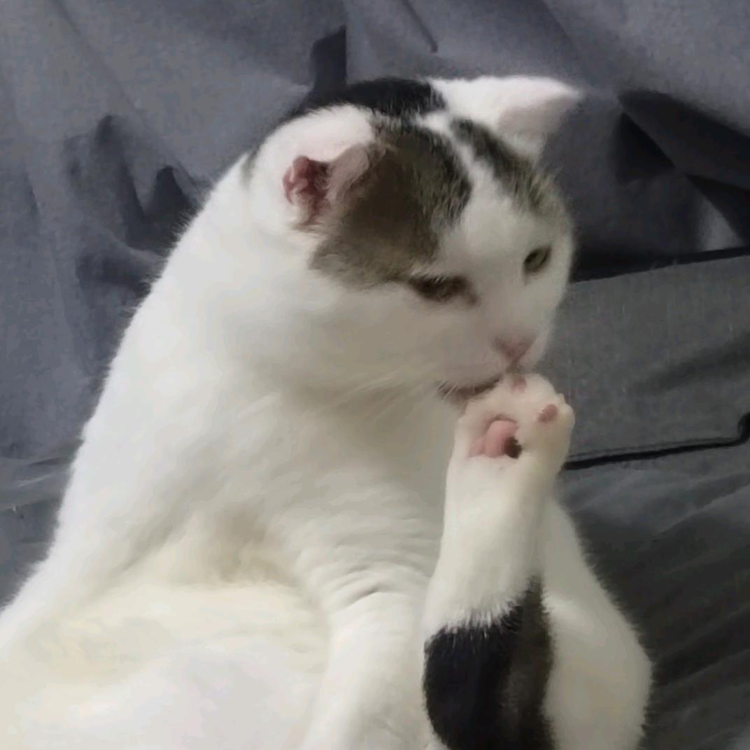 柚子（拆卡版）