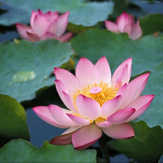 似水流年